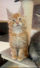 Ultimo Cucciolo rosso maine coon