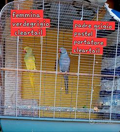 Parrocchetto dal collare cleartail