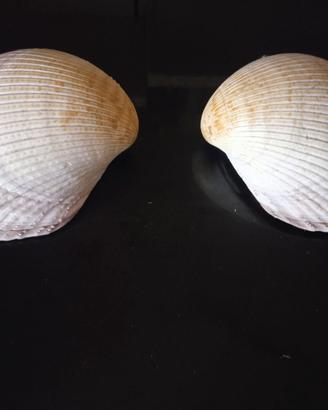 conchiglie grandi 12cm Cardiidae vintage anni 80