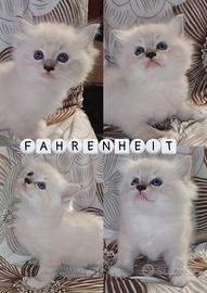Ragdoll gattini con pedigree