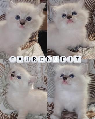 Ragdoll gattini con pedigree