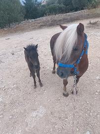 Pony