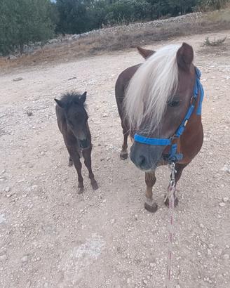 Pony