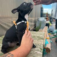 Cucciolo di bulldog francese