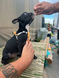 Cucciolo di bulldog francese