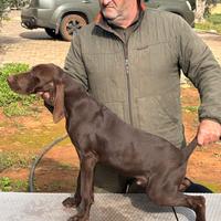 Cuccioli di kurzhaar