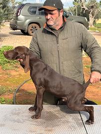 Cuccioli di kurzhaar