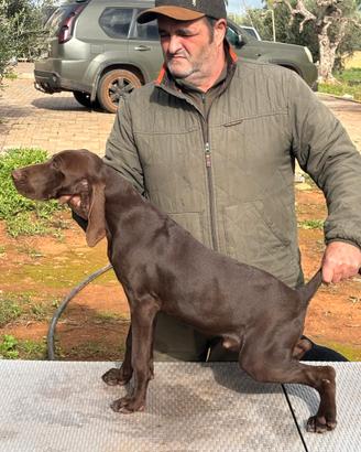 Cuccioli di kurzhaar