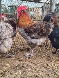 Gallo marans