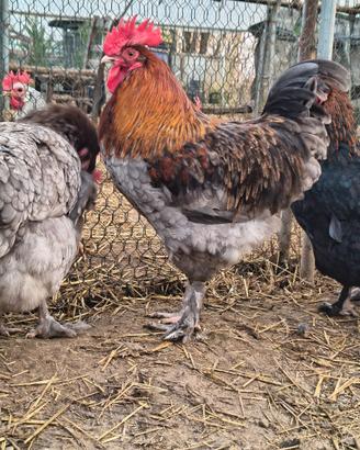 Gallo marans