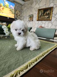disponibili cuccioli Maltese coreano 
