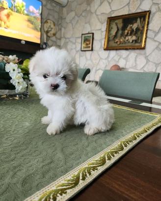 disponibili cuccioli Maltese coreano 