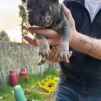 Cane Buldog francese