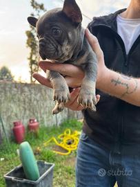 Cane Buldog francese