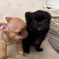 Cucciolo Chihuahuha pelo lungo