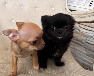 Cucciolo Chihuahuha pelo lungo