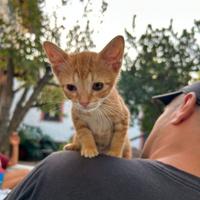 Gattino maschio 2 mesi