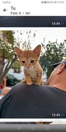 Gattino maschio 2 mesi