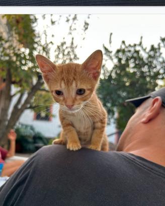 Gattino maschio 2 mesi