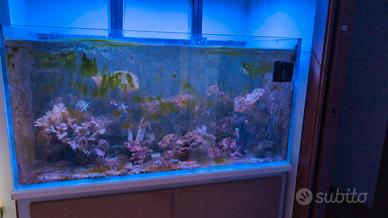 vasca acquario 