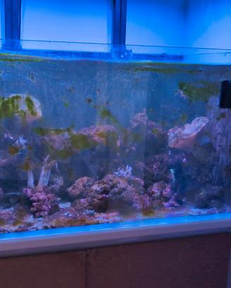 vasca acquario 