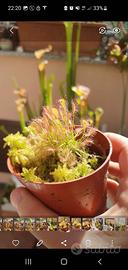Drosera anglica