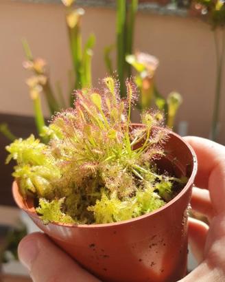 Drosera anglica