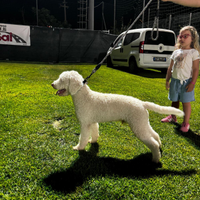 Lagotto romagnolo