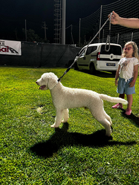 Lagotto romagnolo