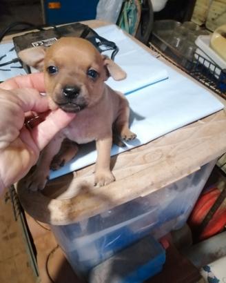 Ultimi pinscher solo 100 euro