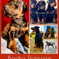 Cuccioli dobermann selezionati