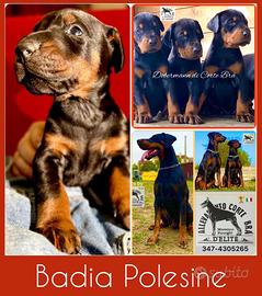 Cuccioli dobermann selezionati