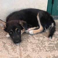 Cuccioli simil husky lupetto maschi bravi con gatt
