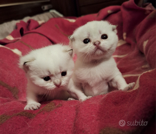 Gattini Scottish con pedegree Campania