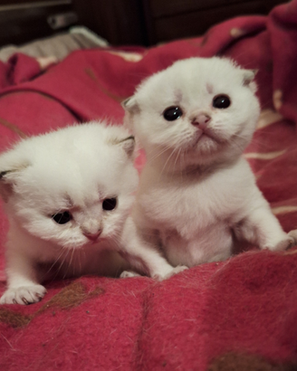 Gattini Scottish con pedegree Campania