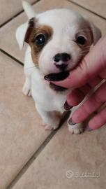 Stupendi cuccioli di jack russell puri
