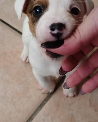 Stupendi cuccioli di jack russell puri