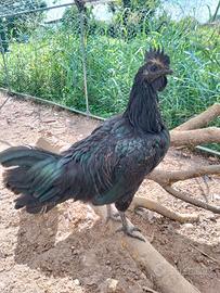 Galli ayam cemani puri
