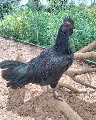 Galli ayam cemani puri