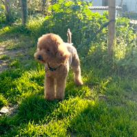 Stallone Barboncino Toy red con Pedigree Enci