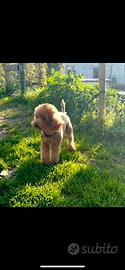 Stallone Barboncino Toy red con Pedigree Enci
