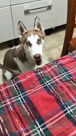 Animali