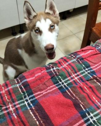 Animali