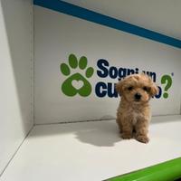 Maltipoo mini toy ( Maltese / Barboncino )