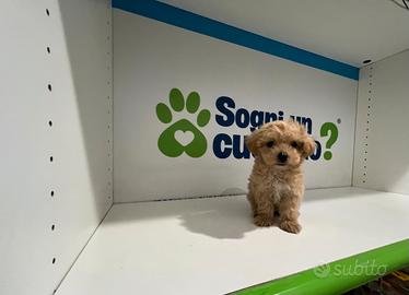 Maltipoo mini toy ( Maltese / Barboncino )