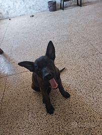 cuccioladi pastore belga malinois