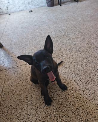 cuccioladi pastore belga malinois