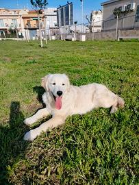 Golden retriever femmina