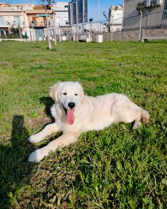 Golden retriever femmina