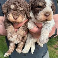 Cuccioli Lagotto Romagnolo